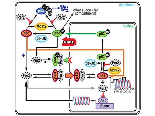 Key Interaction between the Circadian Clock and Cancer Identified 이미지