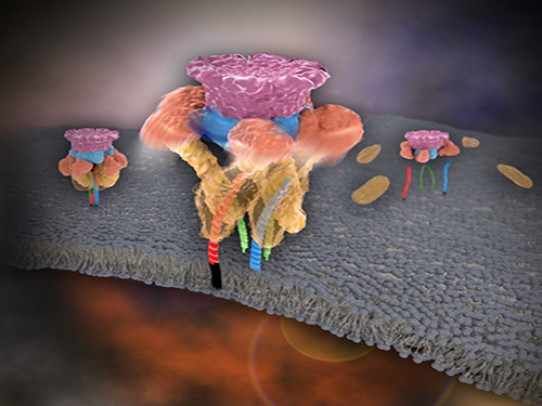Mystery in Membrane Traffic How NSF Disassembles Single SNAR Complex Solved 이미지