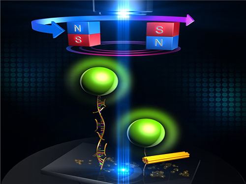 An Advanced Method of DNA Nanostructure Formation Developed 이미지