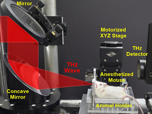 First Instance of Negative Effects from Terahertz-Range Electromagnetic Waves 이미지