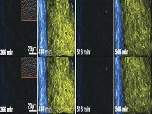 KAIST's Mathematician Reveals the Mechanism for Sustaining Biological Rhythms 이미지