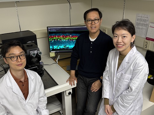 KAIST Develops Retinal Therapy to Restore Lost Vision 이미지